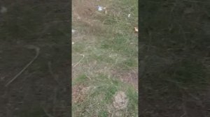 я слижу за другом