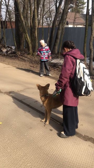 Дрессировка Махи!)))#любимаясобака #любовь #прогулка #еда