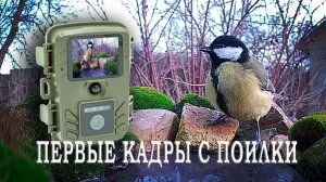 ПЕРВЫЕ кадры с Поилки для птиц в САДУ 2026 / Фотоловушка в саду