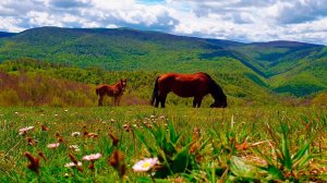 Утренняя позитивная энергия🌳Расслабляющая атмосфера природы для медитации🌳Исцеляющее пение птиц.