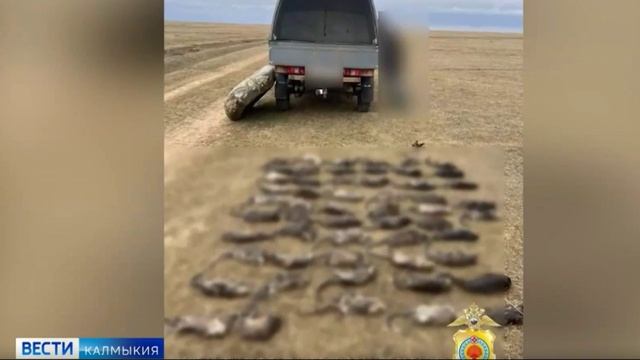 В ходе рейдового мероприятия полицейскими были обнаружены 55 особей незаконно добытой ондатры