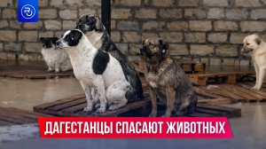 Дагестанцы спасают животных во время паводка