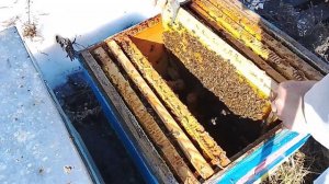 Весенняя ревизия пчёл 29_03_26