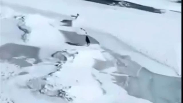 Заяц который хотел жить