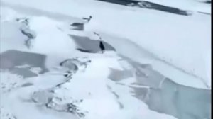 Заяц который хотел жить