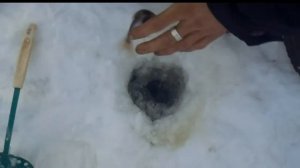 Зимняя рыбалка на мормышку ловля плотвы насадка репей прикормка овсянка с чесноком рыбалка на реке