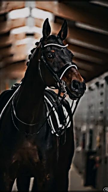 ✨🥑🐎 смотреть онлайн