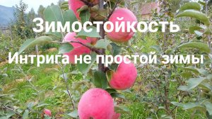 Зимостойкость. Интрига не простой зимы