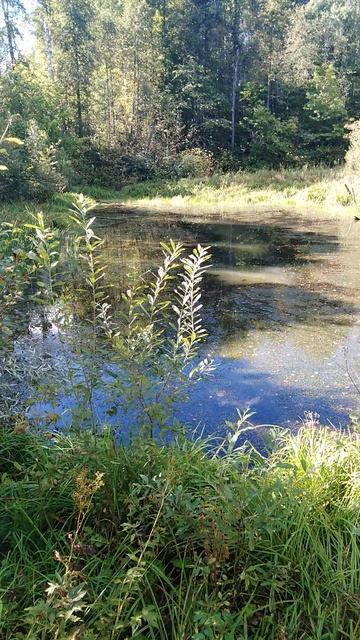 ✔ЛЕСНОЙ🌿 ПРУД🌊 В КОНЦЕ ЛЕТА🍁. ЧАСТЬ 2 ✔