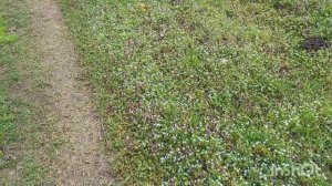 Главные обработки года в садах и первые работы в яслях.