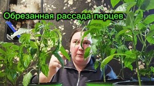 Что происходит с обрезанной рассадой перца?
