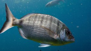 Чёрное море, рыбалка, ловля ласкиря на спиннинг с берега