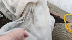 ВЕСНА,СНЕГ ТАЕТ,Я В ТЕПЛИЦЕ