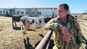 У нас теперь есть коровы-долматинцы и что простые люди могут сделать для ВОЗРОЖДЕНИЯ этого колхоза?!