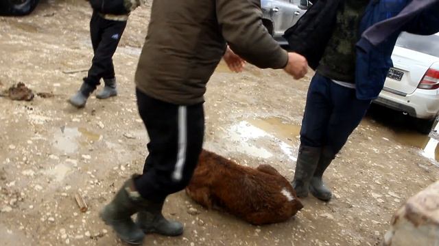 В селе Новый Цилитль, которое ушло под воду, спасли еще двух телят