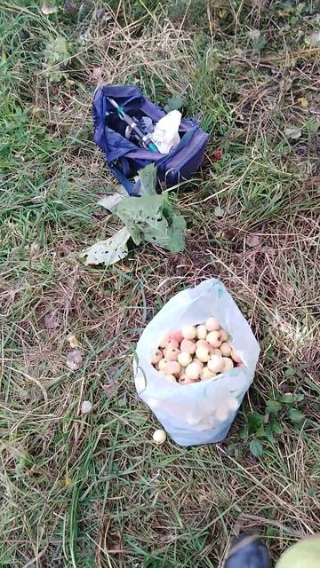 ✔Ещё дикая яблоня🍏✔