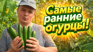 Это лучший способ вырастить самые ранние огурцы