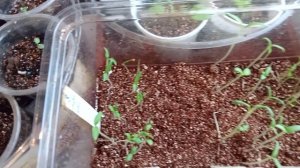 30 марта, Сибирь-Кузбасс. Обзор моей рассады.