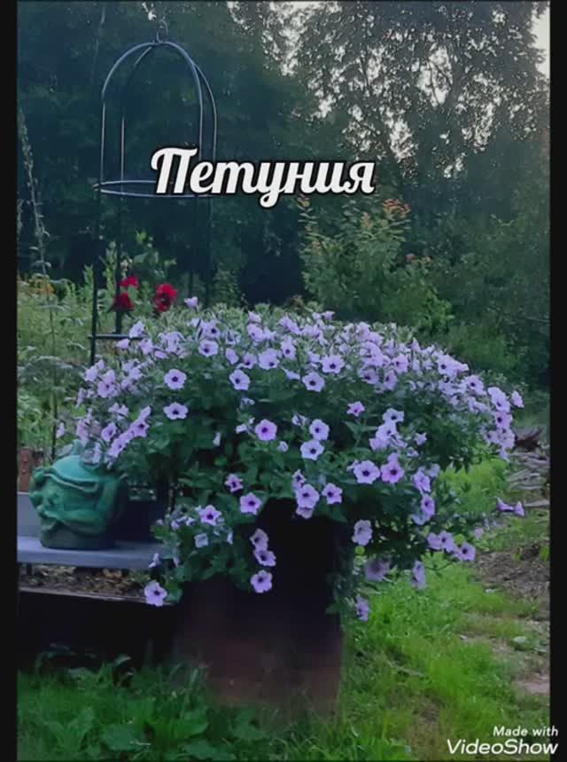 Петуния Тайдал Вейв Сильвер