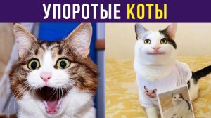 Упоротые коты) Приколы с котами