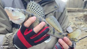 Разнообразный улов на мормышку 28.03.2026