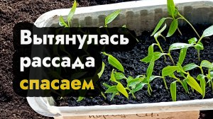 Что делать если рассада помидор, перца, огурца сильно вытянулась. Спасаем рассаду перцев и томатов