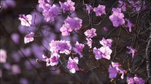 Эту тайну 30 марта знали наши бабушки.