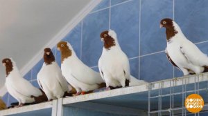 Летите, голуби! И возвращайтесь... Доброе утро. Фрагмент выпуска от 31.03.2026