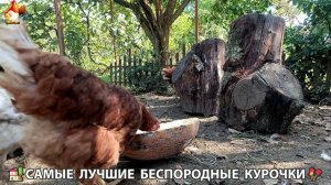 Забавные курочки несушки на сельском подворье 🤗😂😜 (130)