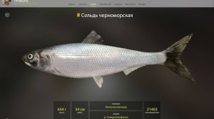 СЕЛЬДЬ ЧЕРНОМОРСКАЯ ТРОФЕЙНАЯ!!!СЕВЕРСКИЙ ДОНЕЦ - РУССКАЯ РЫБАЛКА 4