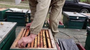 Расширение гнезд пчел и постановка магазинов. Конец марта.