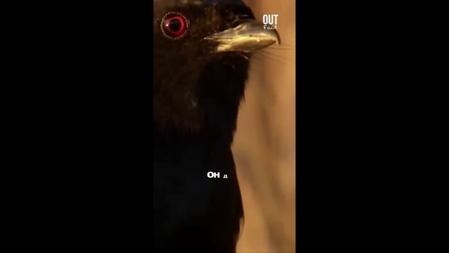 ТРАУРНЫЙ ДРОНГО