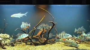 4 ЖИВЦА ДЛЯ ХИЩНИКОВ