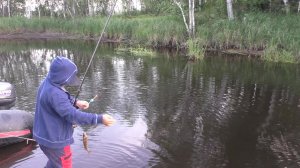 Проверили очередное местечко, окунь на спиннинг и удочку.