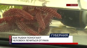 Как рыбки помогают человеку лечиться от рака