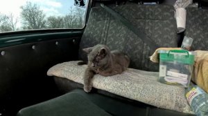 Едем с Барсиком на южную дачу.