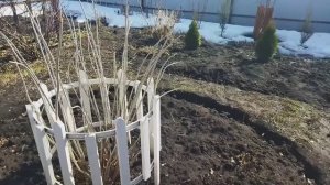 У нас тепло и снег растаял. Мои туи. 30 марта 2026 г.