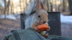 Знакомая белка. Зарисовка