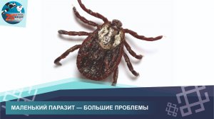 КЛЕЩИ. КАК УБЕРЕЧЬ СЕБЯ ОТ НИХ?