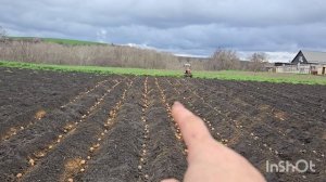 31.3.26.посадили картошку вовремя