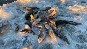 Лучшая Зимняя рыбалка сетями на Амуре 2026. Очень Большой Улов. Секретные Места. Рыбалка 2026 Онлайн