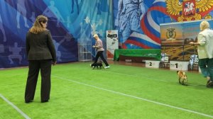 Бест щенков отдельной 9 группы
Выставка собак ЧРКФ «ВЕСЕННИЕ ВСТРЕЧИ» 
ПЦ " СЕВЕРНАЯ ИМПЕРИЯ "👍