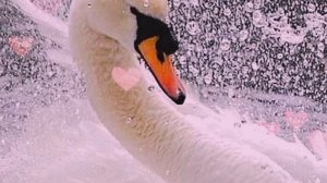 Пою Сени Cyйем Мэри Сказ Спела так