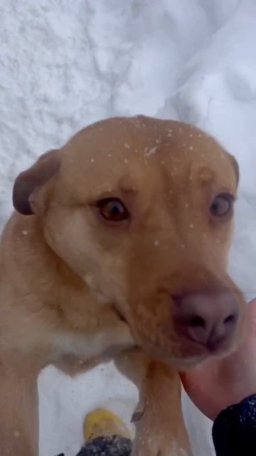 Дружба — это когда можно подбежать в любой момент 😍
#приютСудьба #приютдляживотных #животные #собаки