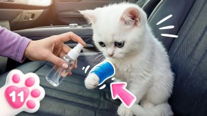 Неожиданный прыжок котёнка Кефира! Маша Капуки оказывает ему первую помощь после падения