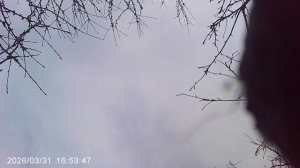 Исполняю послушание маме - переношу саженцы