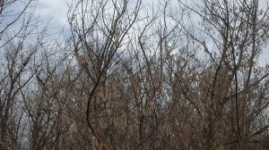 Вороньи гнезда!