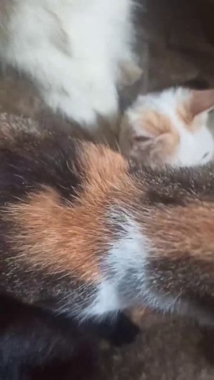 Хочу рассказать о кошечке, которую принесла неравнодушная девушка в декабре. Кошечка реально была в