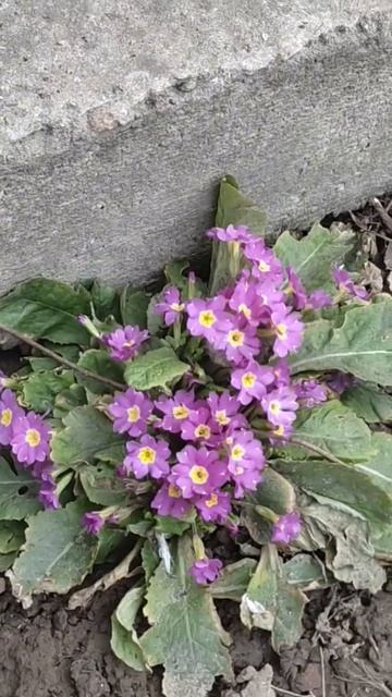 С наступившей ВЕСНОЙ !!!