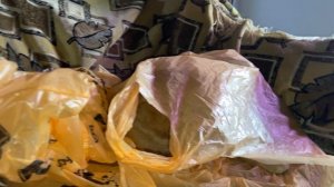 Рыжий кот. Квест,найди Рыжика